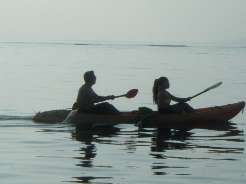 a dog swimming in a body of water