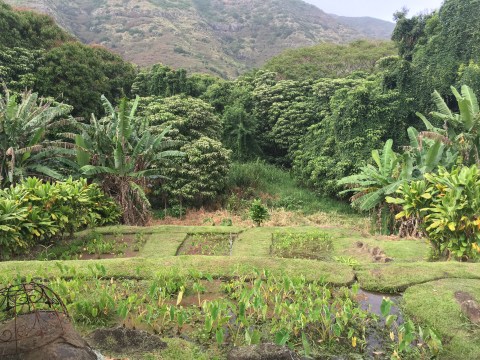 a tree with a mountain in the middle of a lush green field