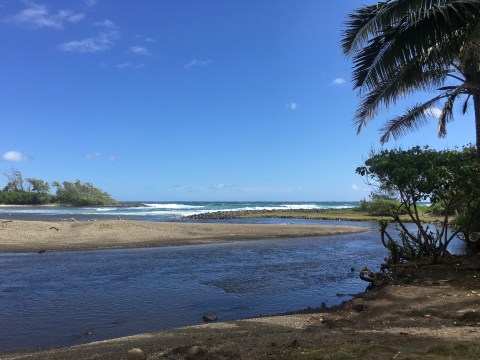 a group of palm trees next to a body of water