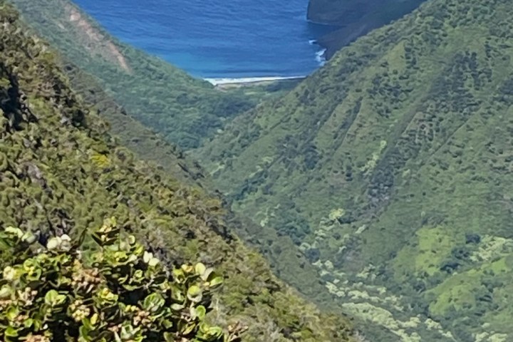 a view of a lush green hillside