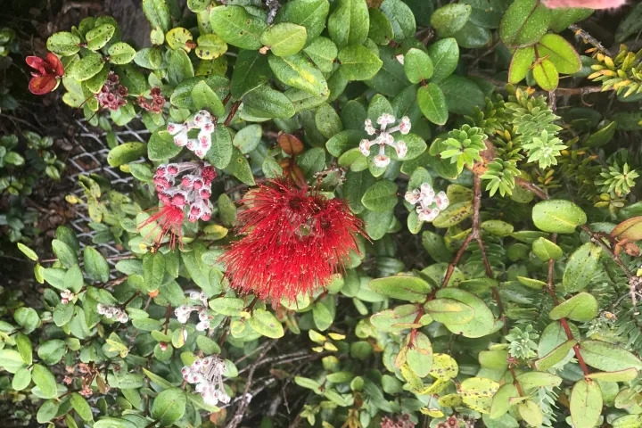 a close up of a flower garden