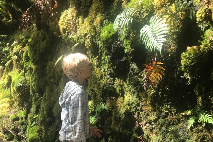 a young boy standing next to a tree