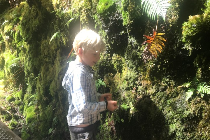 a young boy standing in front of a tree