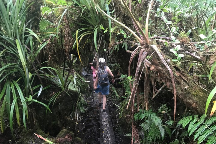 a person standing next to a palm tree