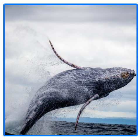 a close up of a bird flying over a body of water
